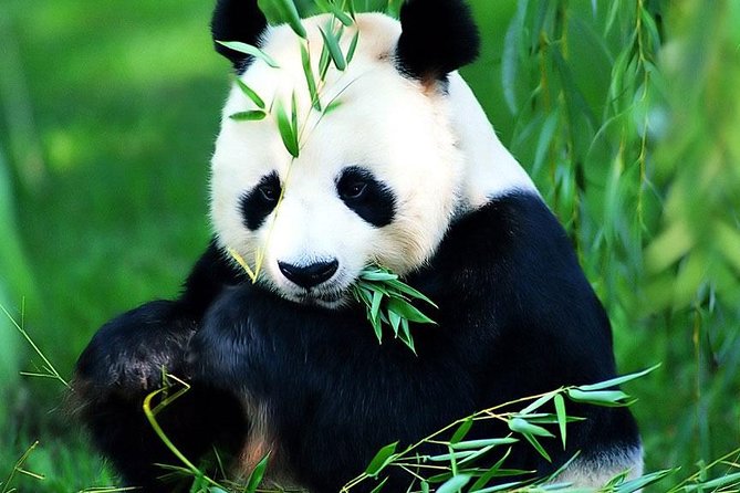 Beijing Historical Tour II including Summer Palace, Lama Temple & Panda Garden - Three Beijing sights in one busy day