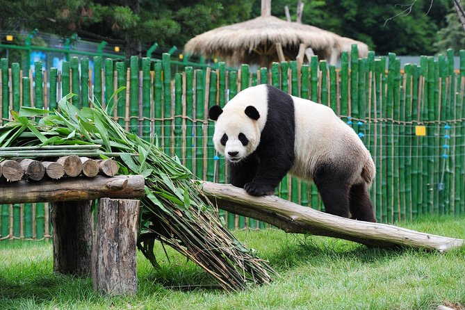 Beijing Historical Tour II including Summer Palace, Lama Temple & Panda Garden - The Summer Palace, gardens, and what you actually see
