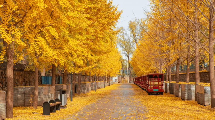 Beijing: Old Summer Palace Ruins Park Admission Ticket - The natural scenery is part of the appeal