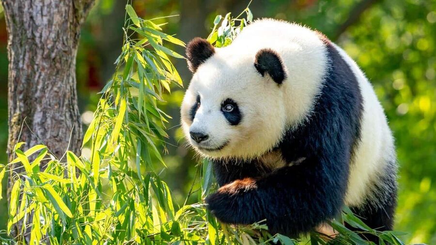 Beijing: Panda House Ticket (Zoo) new activities for 2026 - Why Beijing Zoo is worth your time