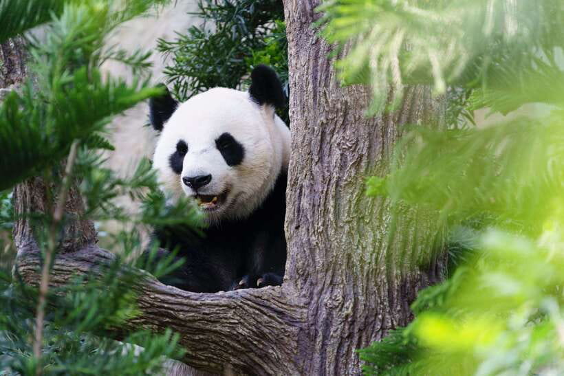Beijing: Panda House Ticket (Zoo) new activities for 2026 - The Panda House is the main event