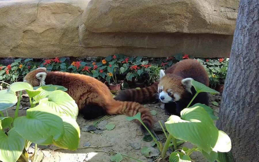 Beijing: Panda House Ticket (Zoo) new activities for 2026 - A large zoo that rewards an early start