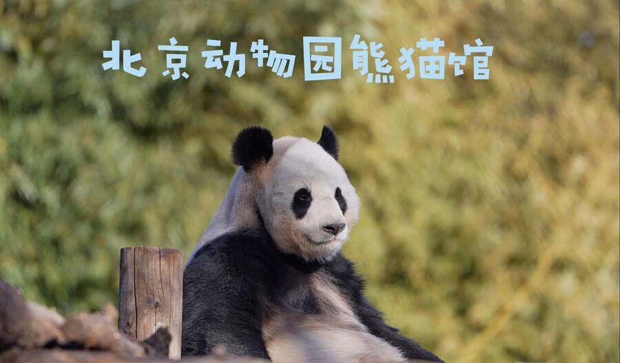 Beijing: Panda House Ticket (Zoo) new activities for 2026 - Golden snub-nosed monkeys and other rare animals