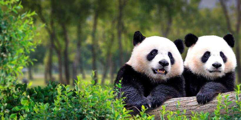 Beijing: Panda House w/Great Wall or City Sites Private Tour - Why the panda stop works so well in the morning
