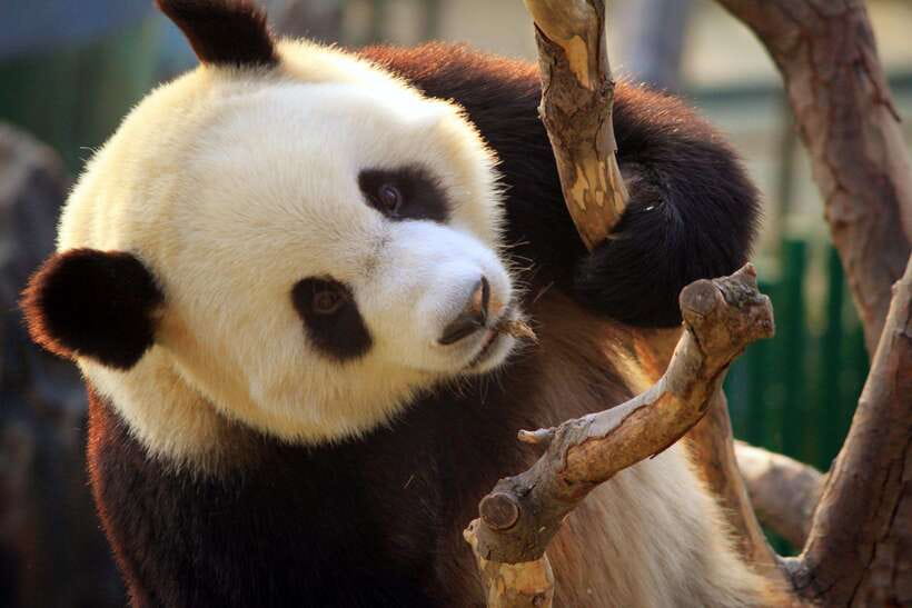 Beijing: Panda House w/Great Wall or City Sites Private Tour - Option 3: a custom day after the zoo