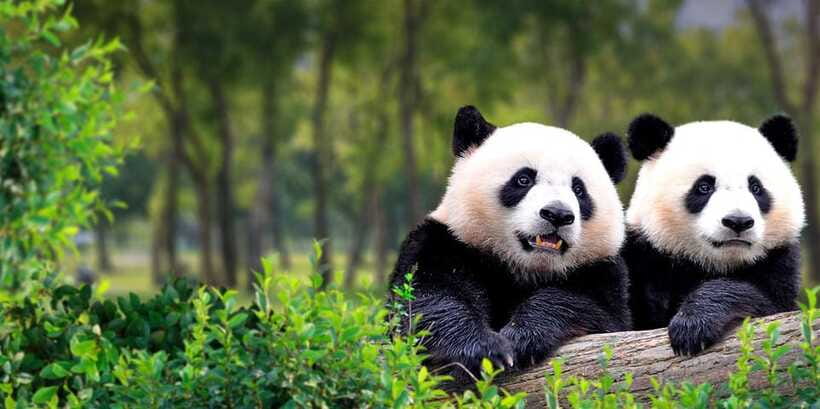 Beijing: Panda House w/Great Wall or City Sites Private Tour - What the private guide adds