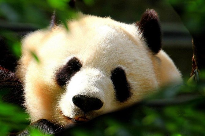 Beijing Private Tour:Mutianyu/Badaling Great Wall and Panda House - Badaling: efficient access and a more streamlined visit