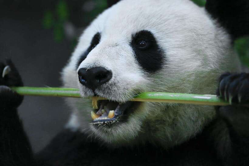 Beijing Private Tour: Summer Palace, Panda House and Options - Packages 2 and 3: pandas plus the palace
