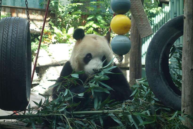 Beijing Private Tour: Summer Palace, Panda House and Options - Package 6: Tiananmen Square, Forbidden City, pandas, and the palace