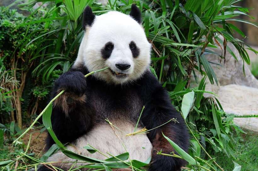 Beijing Private Tour: Summer Palace, Panda House and Options - The panda stop, with realistic expectations