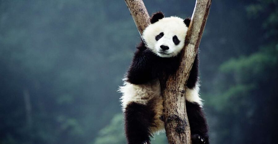 Beijing: Temple of Heaven, Panda House & Summer Palace Tour - Summer Palace and the imperial retreat