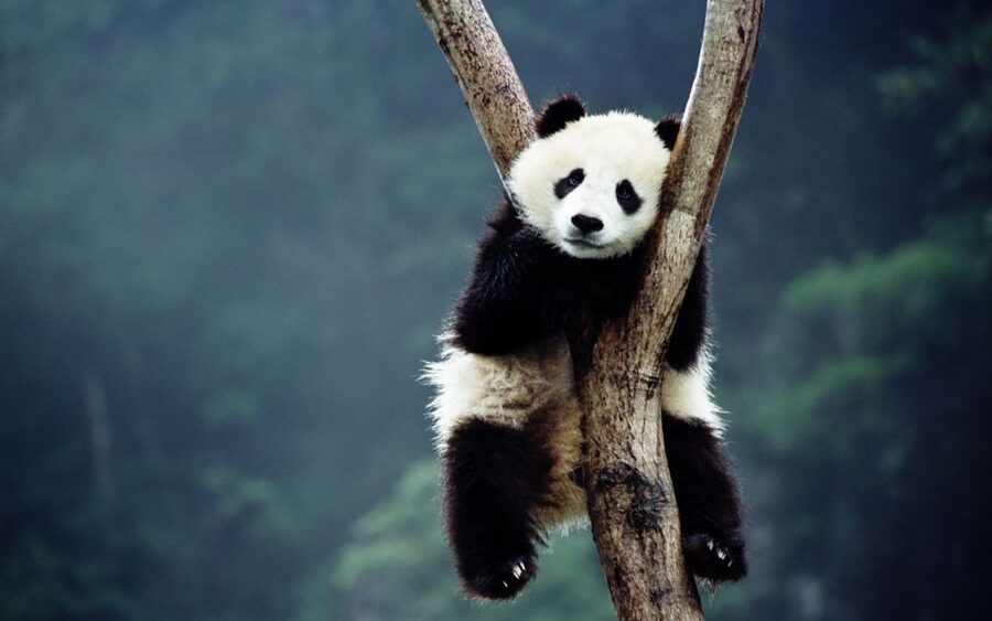 Beijing: Temple of Heaven, Panda House & Summer Palace Tour - Lunch with local Chinese food