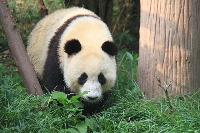 Beijing: The Beijing Zoo Entry Ticket with Pandas - Why the pandas make this ticket worthwhile