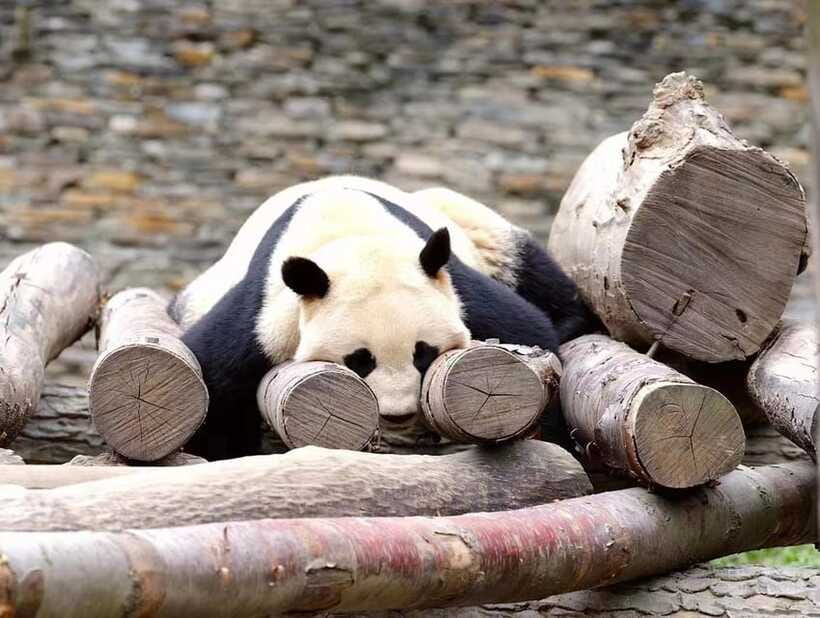 Beijing: The Beijing Zoo Entry Ticket with Pandas - A local-style zoo visit, not a guided city tour