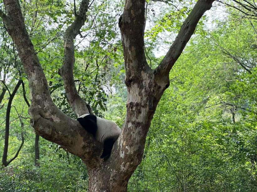 Beijing: The Beijing Zoo Entry Ticket with Pandas - Food, seating, and breaks inside the zoo