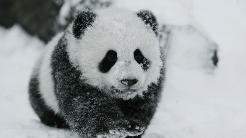 Chengdu: Giant Panda Base Reservation and Entry - Why Chengdu’s Panda Base Is Worth Your Time