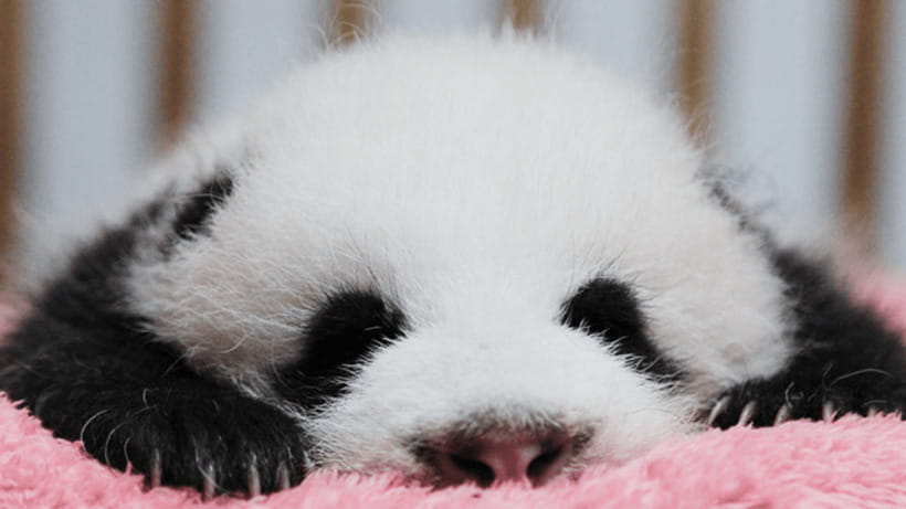 Chengdu: Giant Panda Base Reservation and Entry - Picking the Right Entry Window