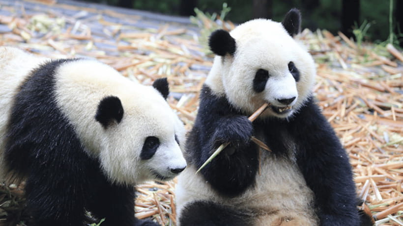 Chengdu: Giant Panda Base Reservation and Entry - The Conservation Exhibits Add Meaning
