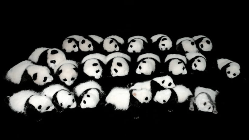 Chengdu: Giant Panda Base Reservation and Entry - Passport Rules and Booking Details