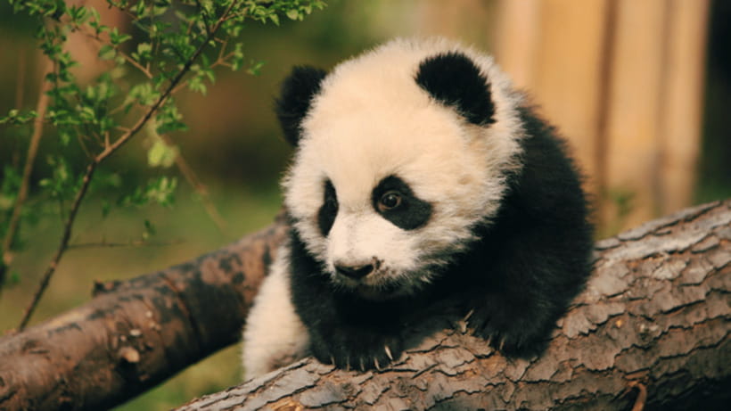 Chengdu: Giant Panda Base Reservation and Entry - What the High Ratings Tell You