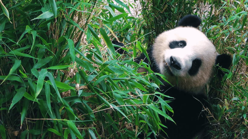 Chengdu: Giant Panda Base Reservation and Entry - Who Should Book This Panda Visit?