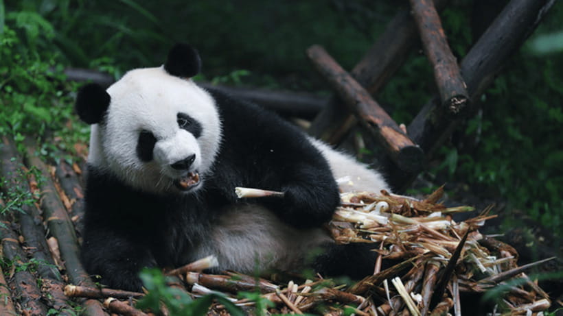 Chengdu: Giant Panda Base Reservation and Entry - What You Can See Inside the Base