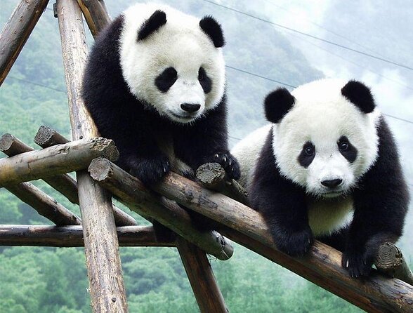 Chengdu: Giant Panda Breeding Research Base Ticket - Why the Panda Base Is Worth Your Chengdu Morning