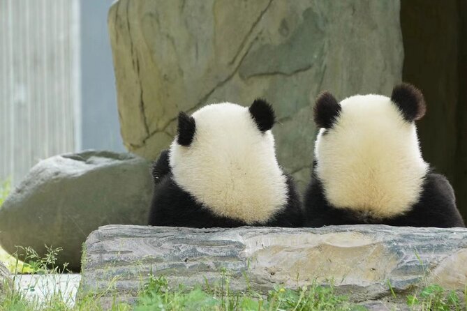 Chengdu: Giant Panda Breeding Research Base Ticket - The Best Time to See Active Pandas