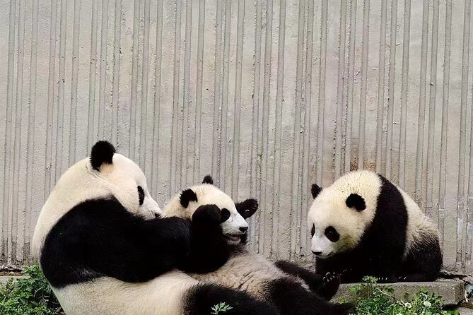 Chengdu: Giant Panda Breeding Research Base Ticket - Ticket-Only Entry or Hotel Transfer