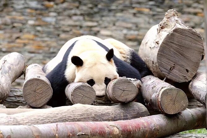 Chengdu: Giant Panda Breeding Research Base Ticket - Guides, Communication, and Independent Touring