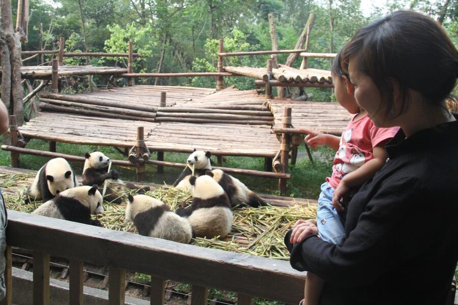 Chengdu: Giant Panda Breeding Research Base Ticket - Walking, Food, and Practical Comfort