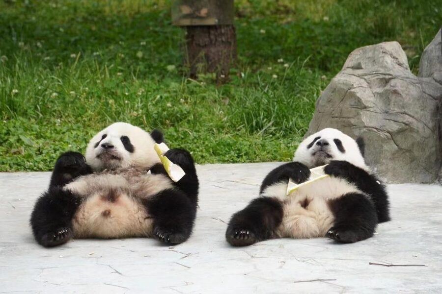 Chengdu: Giant Panda Breeding Research Base Ticket - Booking Details You Should Get Right