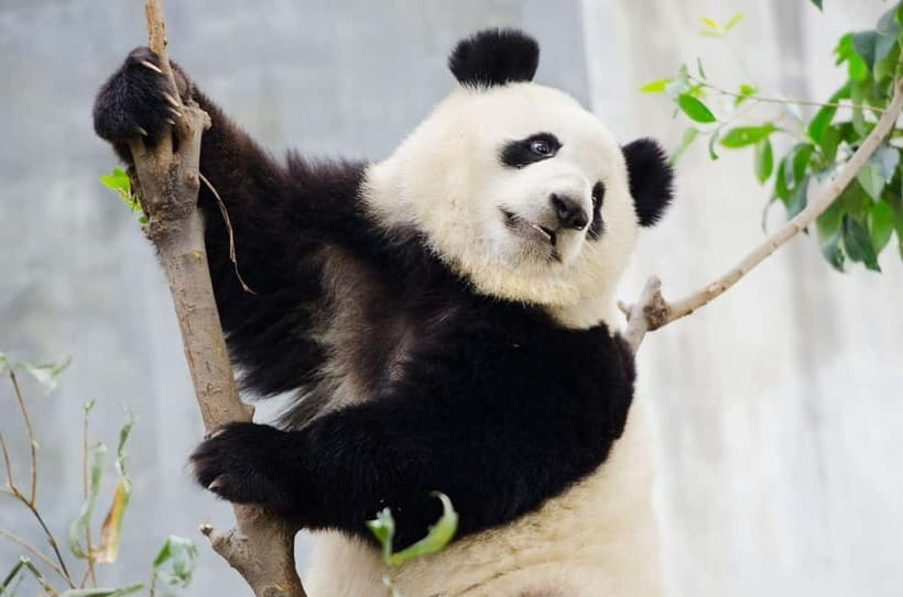 Chengdu Giant Panda: Panda Base or Shenshuping (optional) - Why the early hours matter