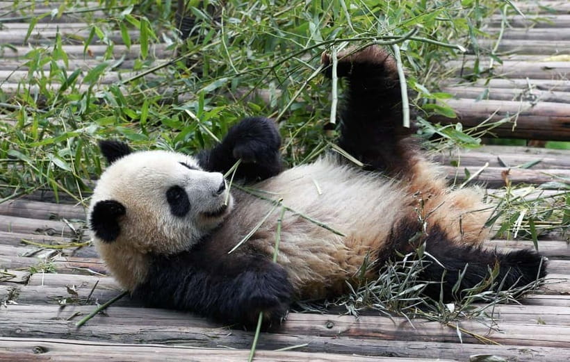Chengdu Giant Panda: Panda Base or Shenshuping (optional) - What makes Shenshuping different