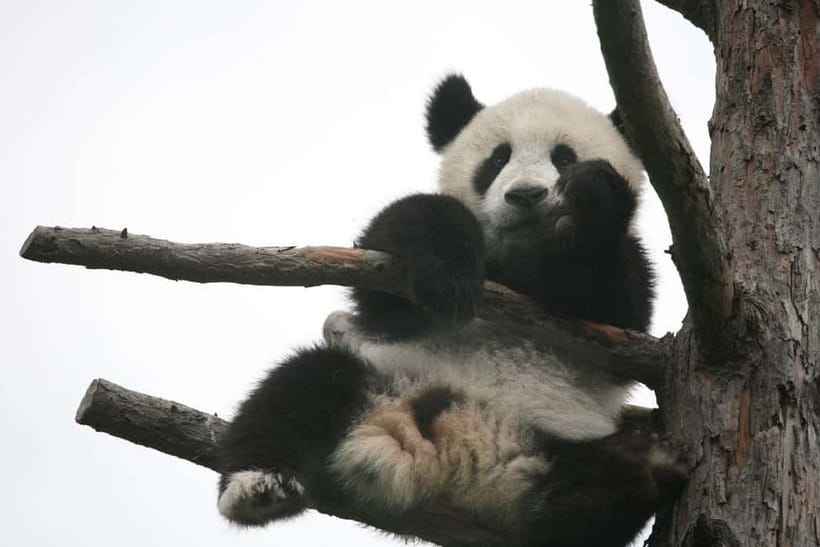 Chengdu Giant Panda: Panda Base or Shenshuping (optional) - Small groups, access, and cancellation flexibility