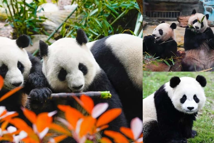 Chengdu Giant Panda: Panda Base or Shenshuping (optional) - Walking through the Chengdu urban base