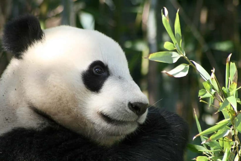 Chengdu: Half-Day Panda Base Tour with Guide Option - Key points to know before you book