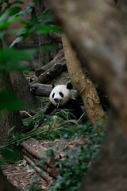 Chengdu: Half-Day Panda Base Tour with Guide Option - Why Chengdu’s panda base is worth half a day