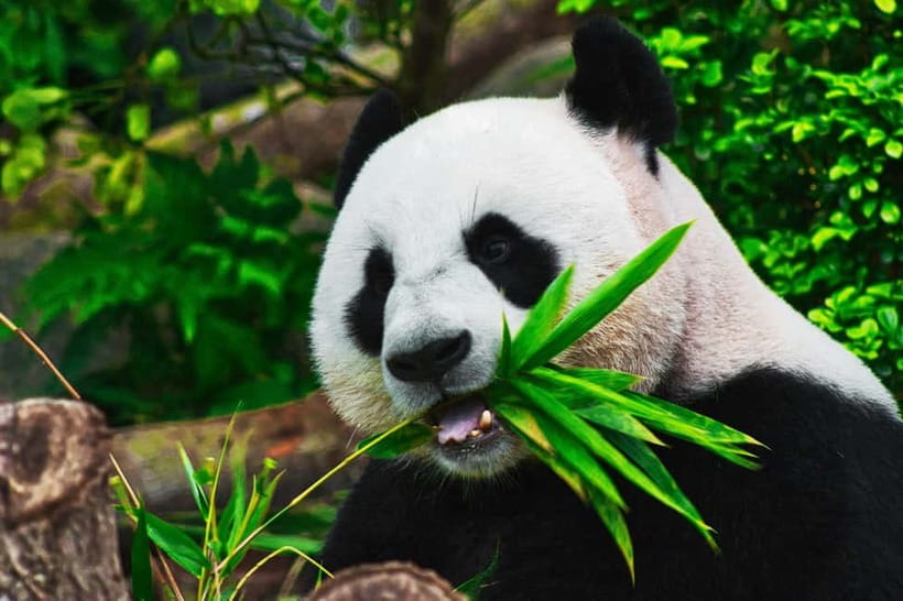 Chengdu: Half-Day Panda Base Tour with Guide Option - Arriving at the research base