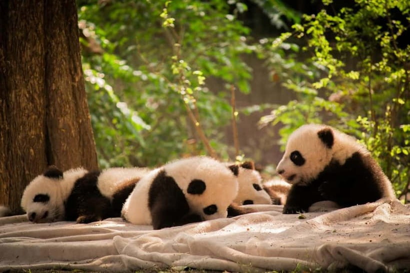 Chengdu: Half-Day Panda Base Tour with Guide Option - Making the most of the four-hour visit