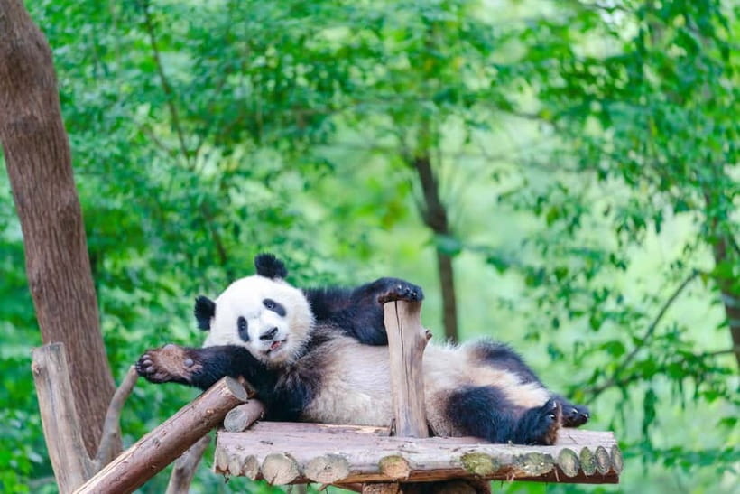 Chengdu: Half-Day Panda Base Tour with Guide Option - What the $16 price really gives you
