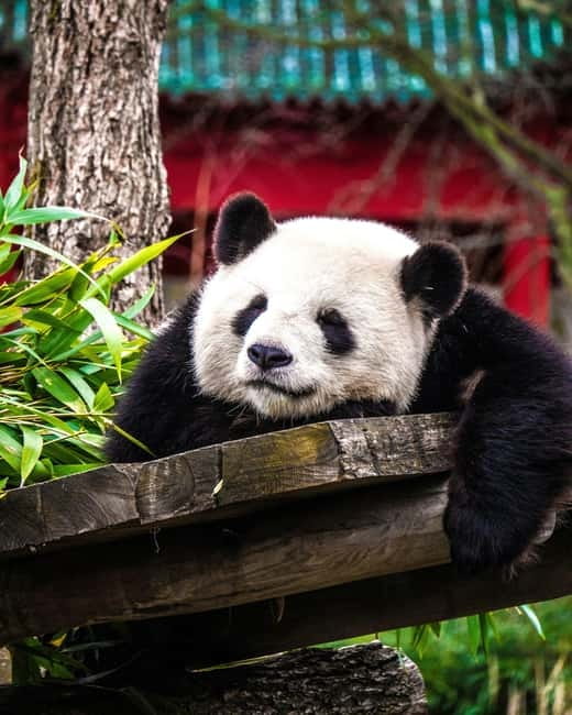 Chengdu: Half-Day Panda Base Tour with Guide Option - Choosing the ticket, guide, and pickup option