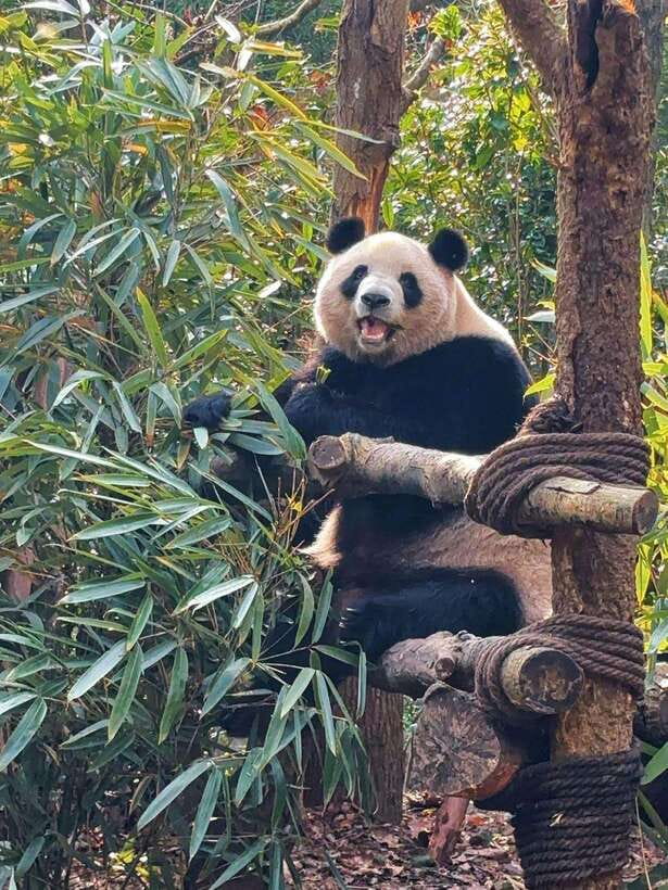 Chengdu: Hidden Wonders Day Tour with Wolong Panda Base - Key points to know before booking