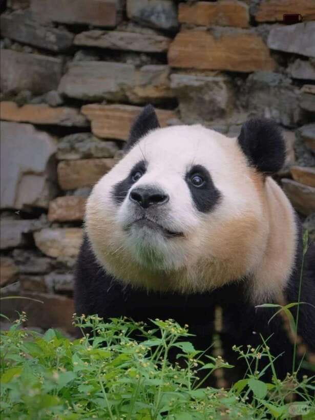 Chengdu: Hidden Wonders Day Tour with Wolong Panda Base - The practical value of a private car and guide