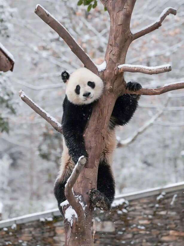Chengdu: Hidden Wonders Day Tour with Wolong Panda Base - Who will get the most from this experience