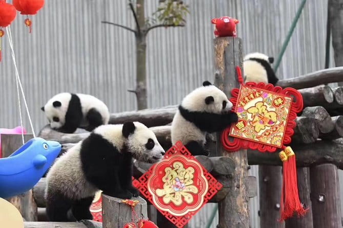 Chengdu Kung Fu Panda Tour Tai Chi, Martial Arts and Panda Base - Who should book this experience