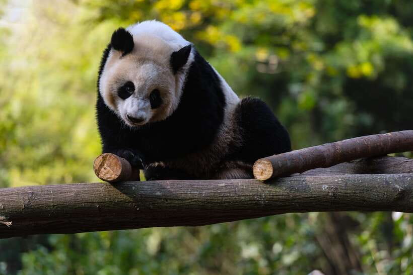 Chengdu: Leshan Buddha Optional Tours w/ Transfer or Guide - What the guide adds