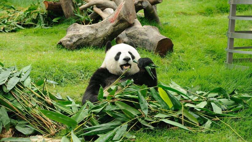 Chengdu:Panda Base Entry Ticket & English PDF Guidebook - Key points at a glance