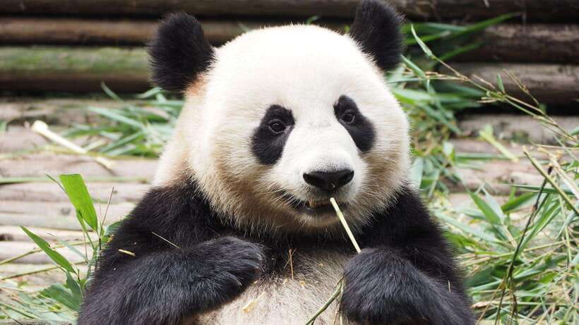 Chengdu:Panda Base Entry Ticket & English PDF Guidebook - Rules that protect the animals