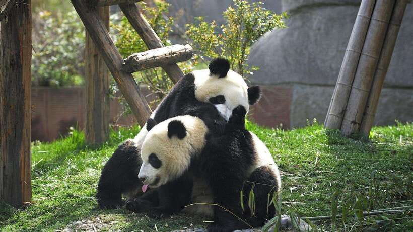 Chengdu:Panda Base Entry Ticket & English PDF Guidebook - Why the timing matters at Chengdu Panda Base